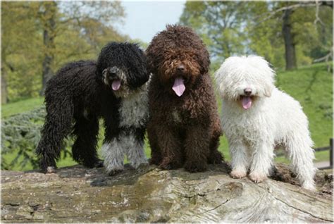 Spanish Water Dog Breeders Puppies Facts Pictures Price