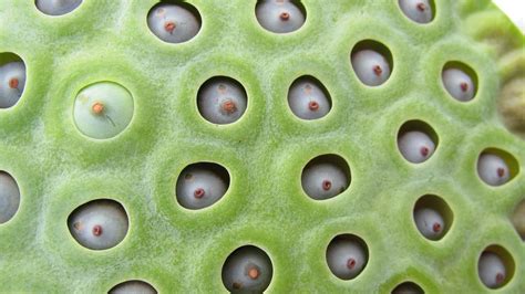 What Is Trypophobia And What Causes A Fear Of Holes Symptoms Treatment