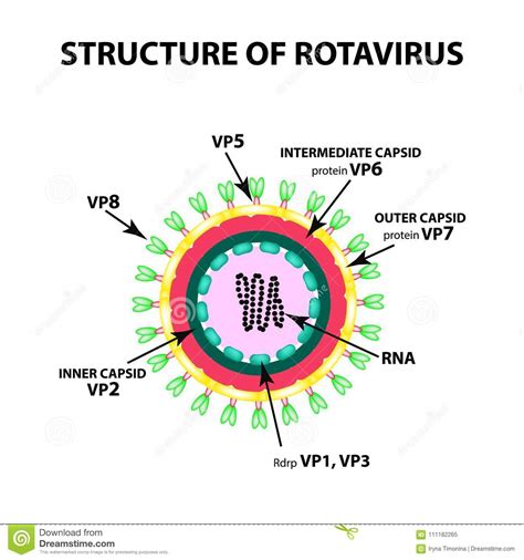Название rotavirus предложено в 1974 г. Rotavirus. Reoviridae Cartoon Vector | CartoonDealer.com ...