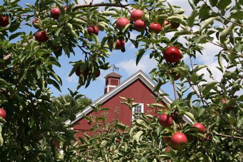 We serve a full line of breakfast and lunch items, which include pancakes, waffles, crepes, french toast, egg orders, omelets, skillets, sandwiches, burgers, salads, melts, wraps, croissants, gourmet coffee, fresh juices, and various other breakfast and lunch items. The Best Farms and Orchards for Apple Picking in the U.S ...