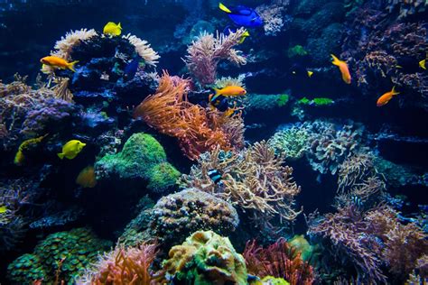 The Importance Of Coral Reef Ecosystems Next Level Sailing