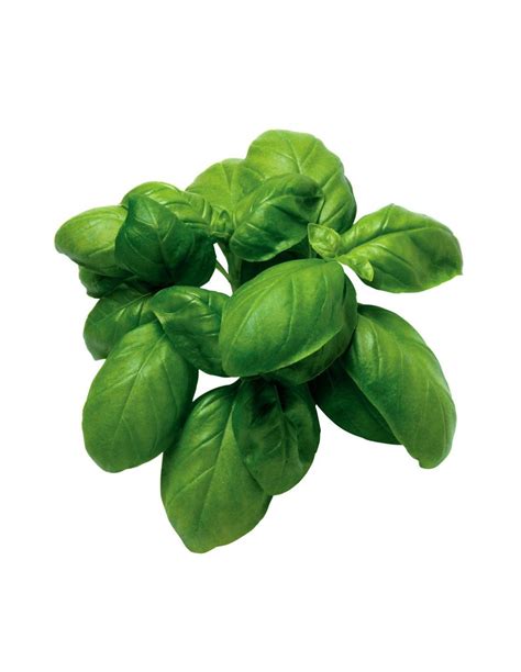 On Line Sale Of The Genovese Basil Plant Aromatic Plants