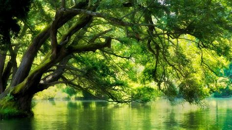 Wallpaper Sunlight Trees Landscape Water Nature Reflection