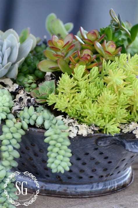 How To Plant Succulents Beautifully Stonegable