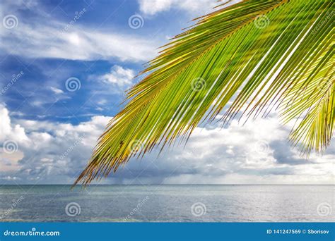 Palm Tree Leaf Over Ocean Water On Tropical Beach Stock Image Image