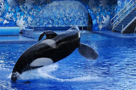 Seaworld Finally Announces Plan To Stop Breeding Orcas