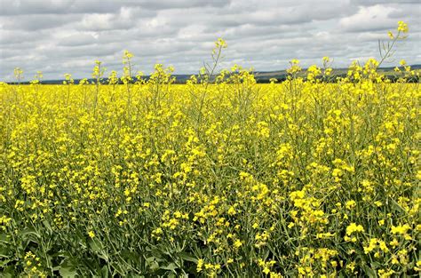 Canola Field In Bloom Photograph By Elbert Shackelford Pixels