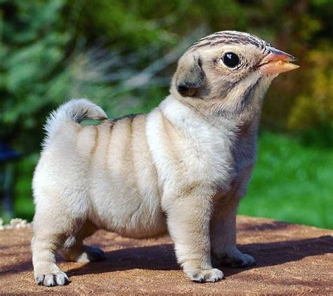 Wonderful And Weird Animal Hybrids I Guarantee You Will Want To Pet