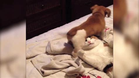 Dogs Butts Are The Ultimate Weapon Against Cats Huffpost
