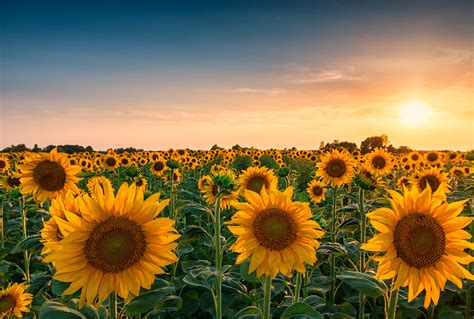 Bcbsks Blog Sunset Over Huge Sunflower Field