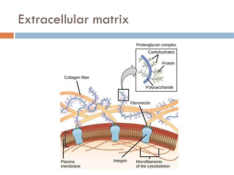 Extracellular Matrix Biochemistry Medbullets Step 1
