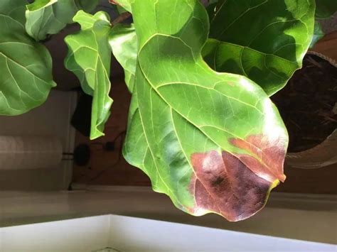 Brown Spots Root Rot Or Bacterial Infection The Fiddle Leaf Fig