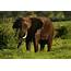 Wild Elephant Elephantidae In African Botswana Savannah — Stock Photo 