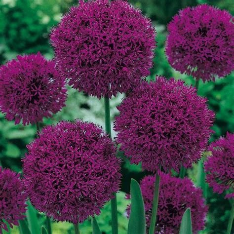 Allium Purple Sensation Id Es De Jardin Fleur Am Nagement Paysager