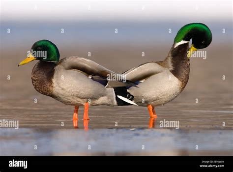 Pair Of Male Mallard Ducks Anas Platyrhynchos North America Stock Photo