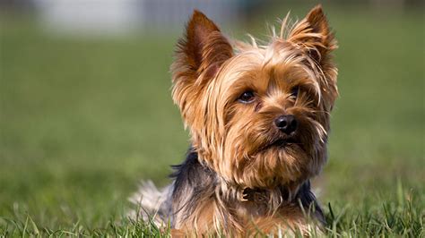 The Most Popular Dog Breeds In America Abc7 San Francisco