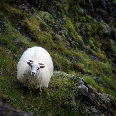 Icelandic Sheep Skógafoss Iceland Fr Lunique Espèce De Flickr