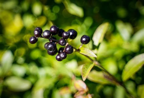 Are Privets Poisonous Plant Addicts