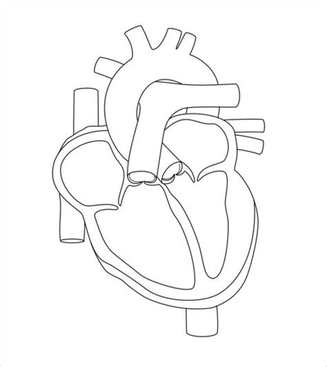 Anatomical Heart Drawing Outline At Getdrawings Free Download