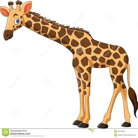 Cartoon Giraffe On White Background Stock Illustration Illustration