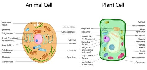 1500x1159 animal cell drawing with labels animal cell unlabeled free. What's The Difference Between Plant And Animal Cells? | Muhabarishaji News