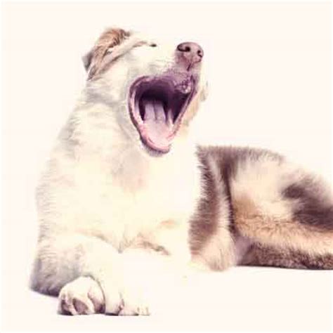 Why missing teeth occurs in cats. My Dog's Breath Smells - Dog's Teeth Cleaning | PetCareRx