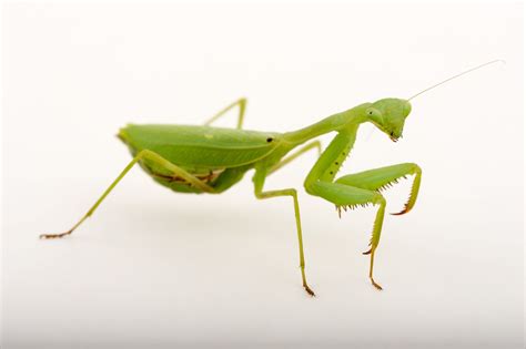 How The Male Mantis Keeps Its Head During Rough Sex The Guardian