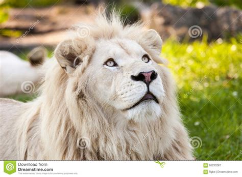 White Lion Stock Image Image Of Snout Mane Africa