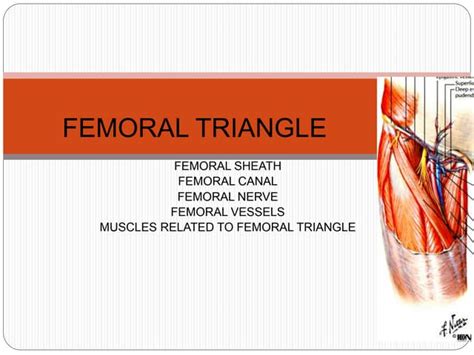 Femoral Triangleppt