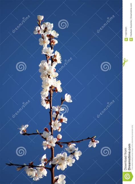 Each tree picture category on the left gives you information about the specific tree types and lots of great pictures of that tree. Flowering Apricot Tree In Spring Stock Image - Image of ...