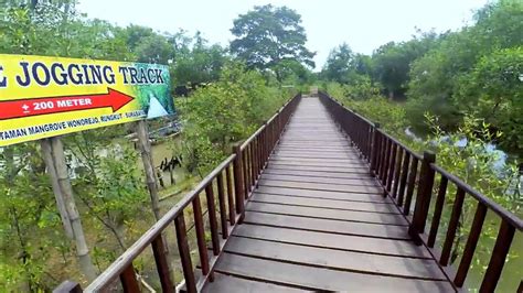 Hutan Mangrove Surabaya Wisata Ecotourism Kota Pahlawan