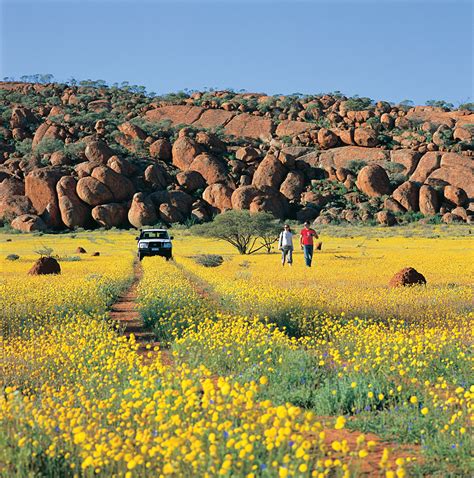 Western Australias Wildflower Season Is In Full Bloom Goway
