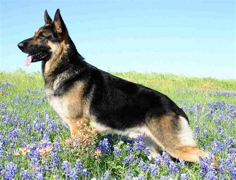 Is your german shepherd the correct weight and height for their age? German Shepherd Breed Guide - Learn about the German Shepherd.