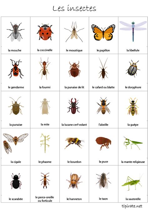 The Different Types Of Bugs And Insects In French With Their Names On