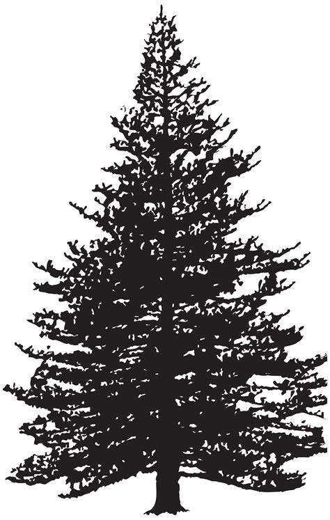 Black Pine Tree Pinus Contorta Tree Png Silhouette Clip Art Image Png