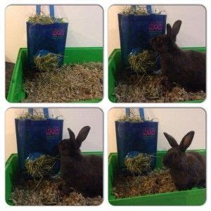 Finally the millions of noodle boxes we have laying around come in handy! Rabbit Hay Racks - What are the Options? - Bunny Approved - House Rabbit Toys, Snacks, and ...
