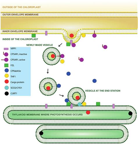 Schematic Diagram Of Vesicle Formation And Movement In Chloroplasts