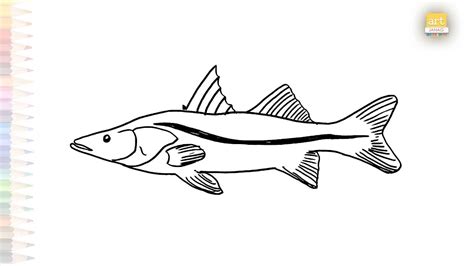 Common Snook Fish Drawing Fresh Water Fish Drawings How To Draw