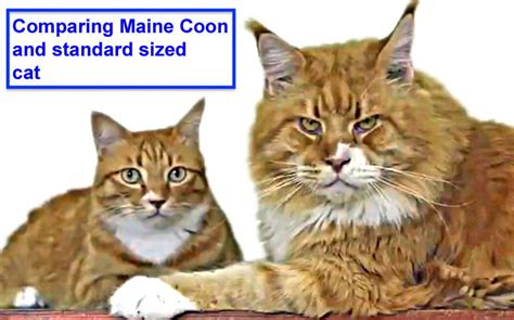 Ragdoll Cat Maine Coon Size Comparison