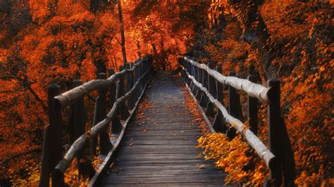 1366x768 Resolution A Bridge In Autumn Season 1366x768 Resolution