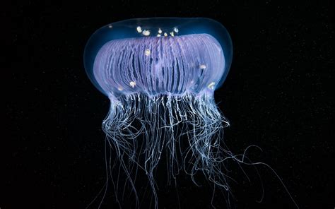 Download Wallpapers Beautiful Big Jellyfish Underwater World