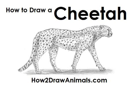 How To Draw A Cheetah Video And Step By Step Pictures