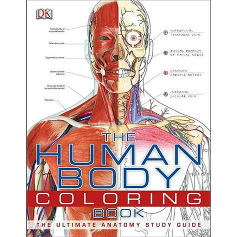 The Human Body Coloring Book The Ultimate Anatomy Study Guide