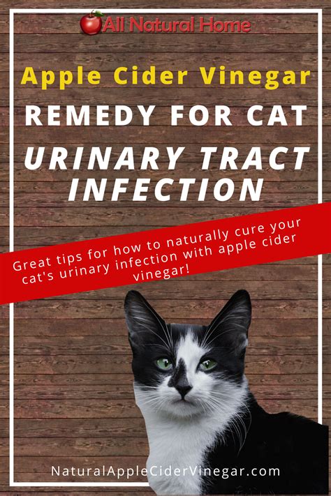 Apple Cider Vinegar Remedy For Cat Urinary Tract Infections Uti All