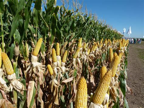 bccba cosecha récord de maíz en brasil amenaza a los precios en el mercado mundo agro cba