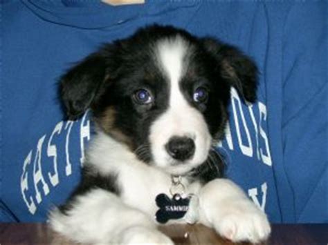Gold creek ranch has border collie puppies for sale montana but we ship nationwide. Border Collie Puppies in Illinois