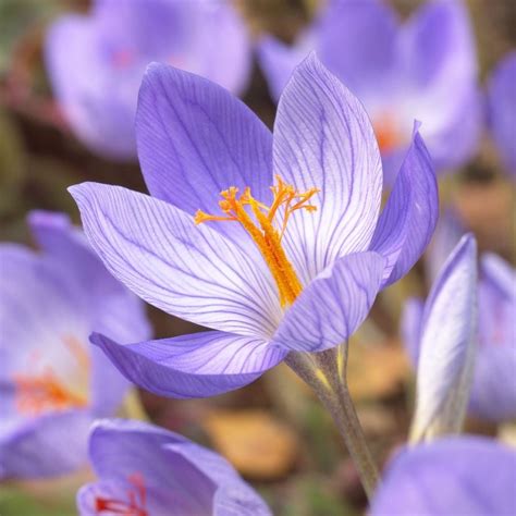 Buy Crocus Collection Autumn Flowering Crocus Collection Delivery By