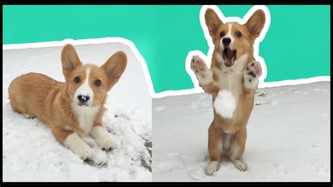 Corgi Puppys First Snow Day Vlog Youtube