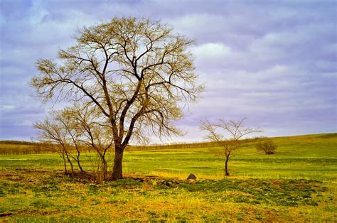 Tree In Field Free Stock Photo Public Domain Pictures