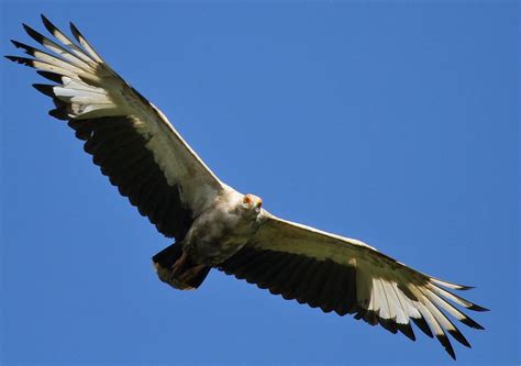 African Palmnut Vulture In Flight 3 Free Photo Download Freeimages